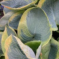 Hosta 'Frances Williams' -Ship Only