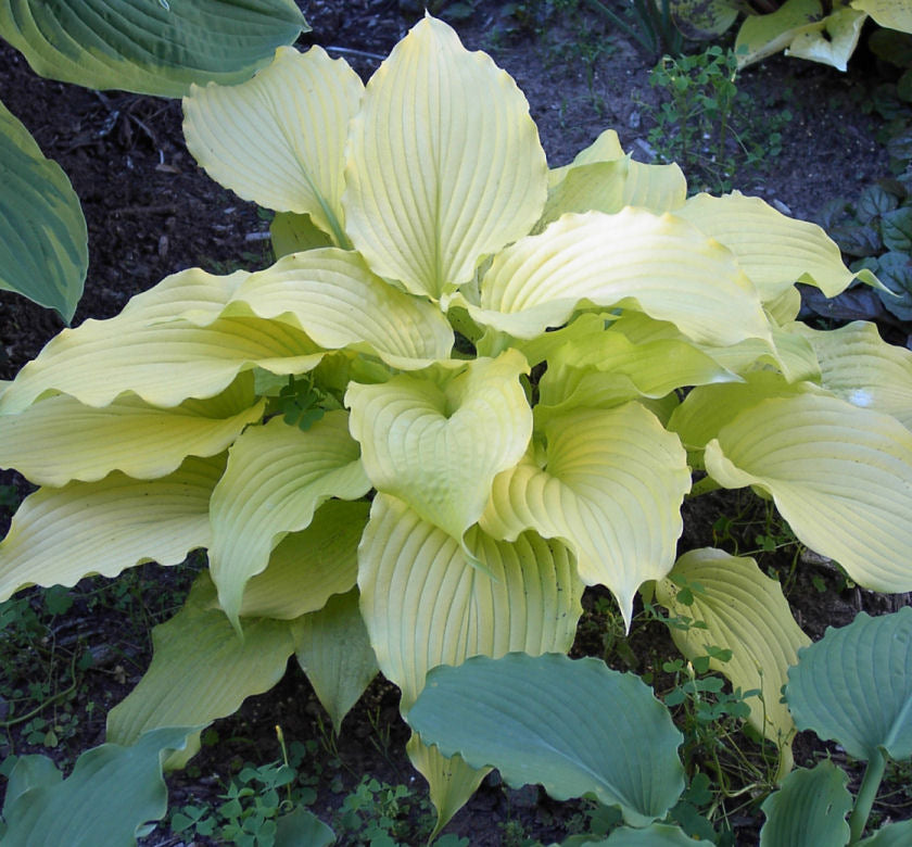 Hosta 'Dancing Queen' -Ship Only