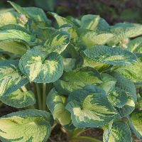 Hosta 'Great Expectations' -Ship Only