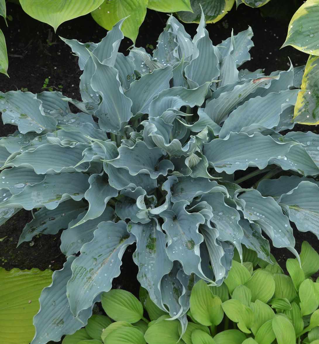 Hosta Shadowland® 'Waterslide' -Ship Only
