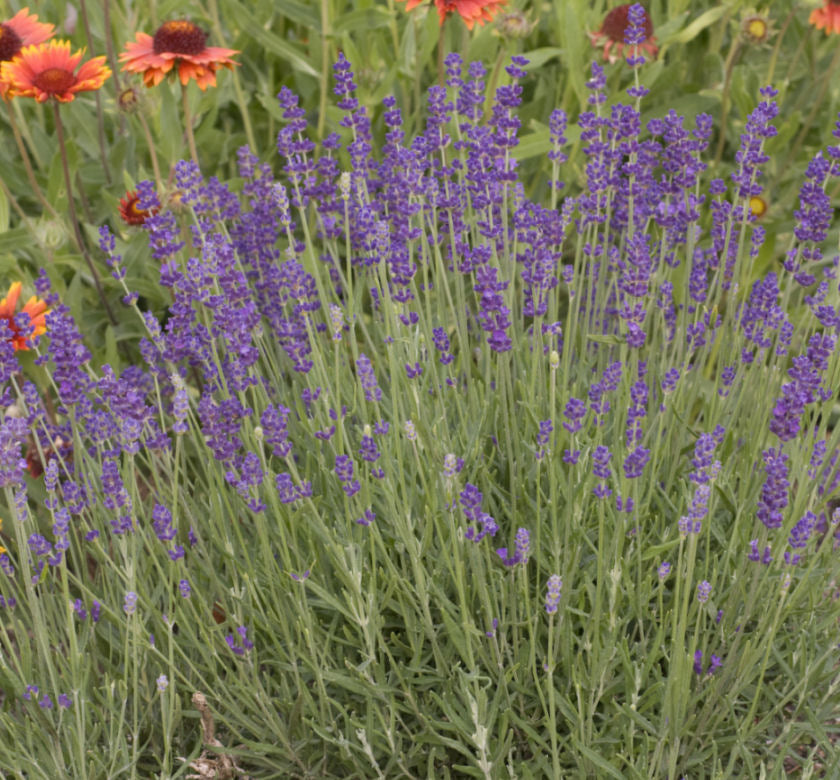 Lavandula a. 'Hidcote' -Ship Only