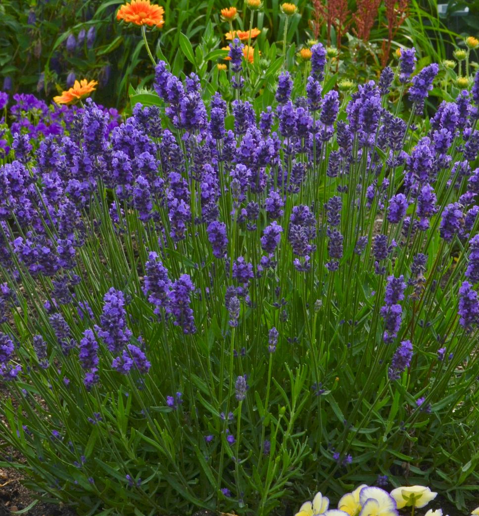 Lavandula a. Sweet Romance® -Ship Only