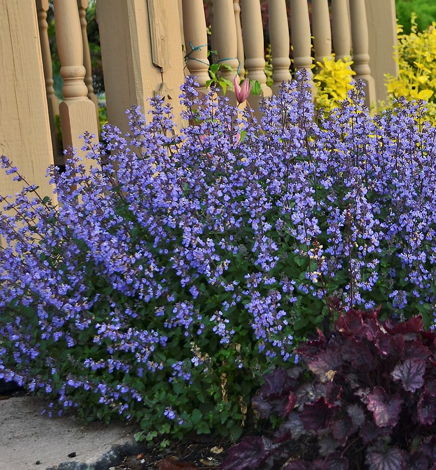 Nepeta f. 'Purrsian Blue' -Ship Only