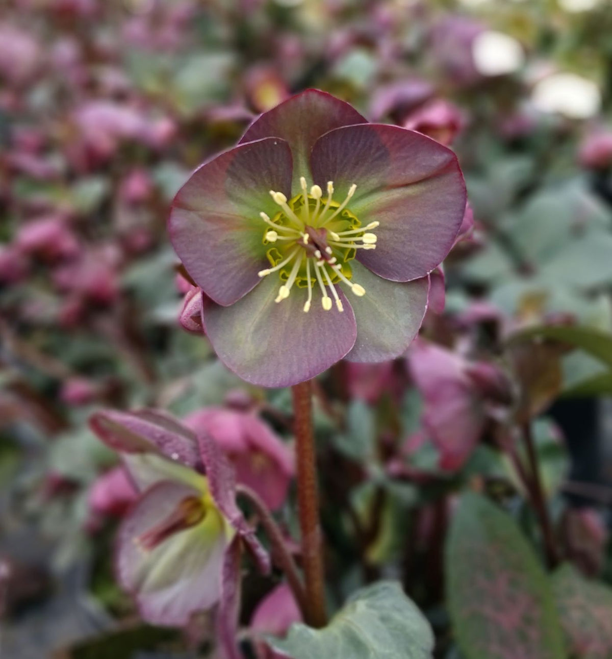 Helleborus Frostkiss® 'Dana's Dulcet' -Ship Only