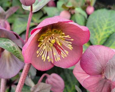 Helleborus Frostkiss® Penny's Pink® -Ship Only