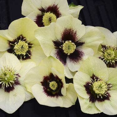 Helleborus Honeymoon® 'Spanish Flare' -Ship Only