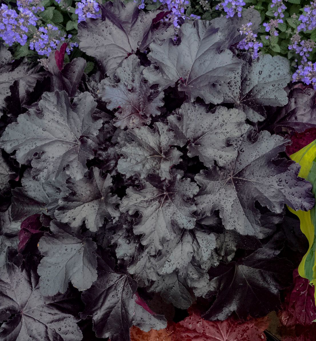 Heuchera Primo® 'Black Pearl' -Ship Only