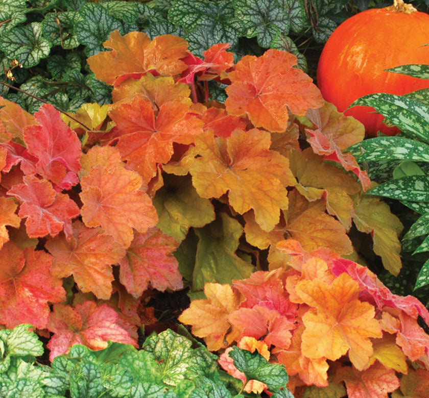 Heuchera 'Southern Comfort' -Ship Only