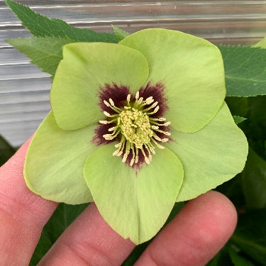 Helleborus Honeymoon® 'Irish Luck' -Ship Only