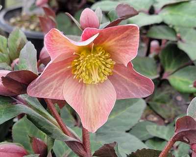 Helleborus HGC® 'Merlin' -Ship Only