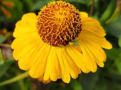 Helenium Mardi Gras® -Ship Only