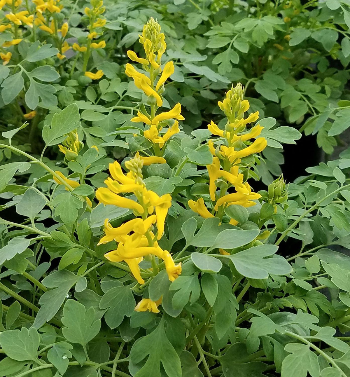 Corydalis 'Canary Feathers' -Ship Only