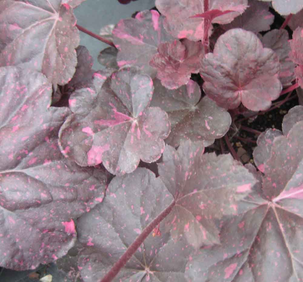 Heuchera 'Midnight Rose' -Ship Only