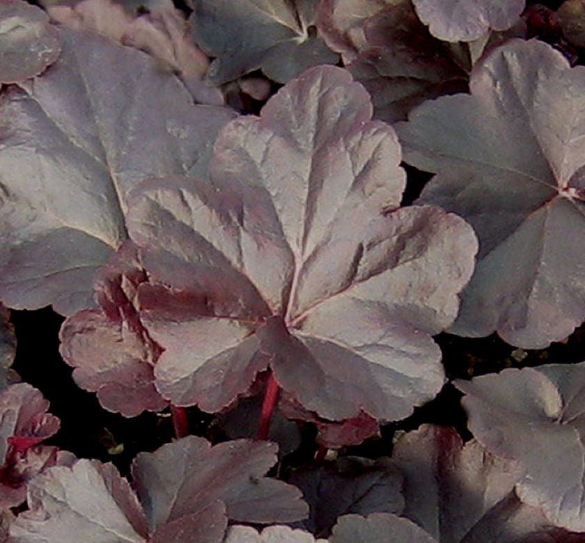 Heuchera 'Obsidian' -Ship Only