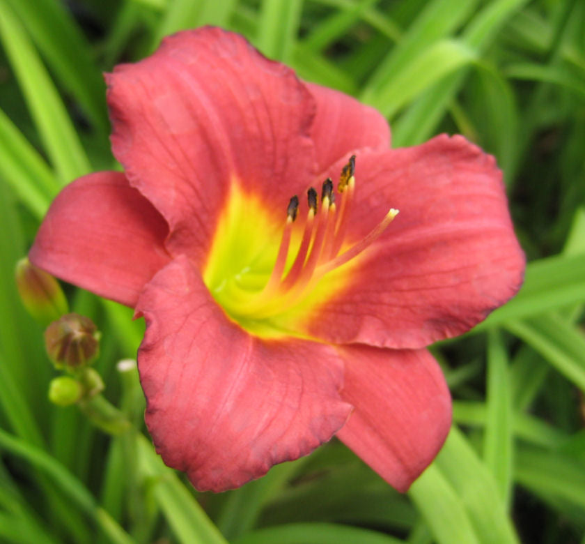 Hemerocallis 'Pardon Me' -Ship Only