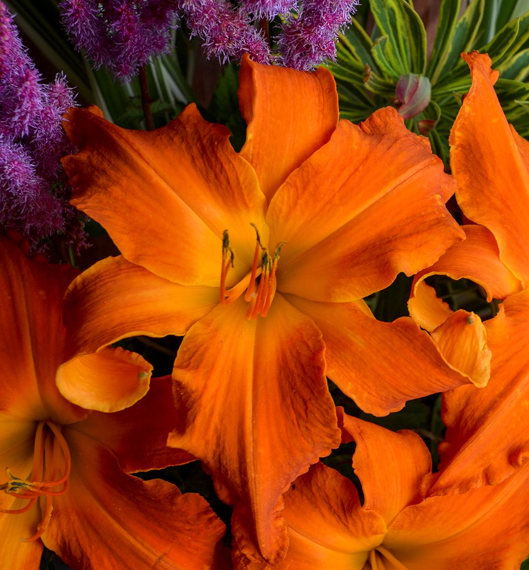 Hemerocallis 'Primal Scream' -Ship Only