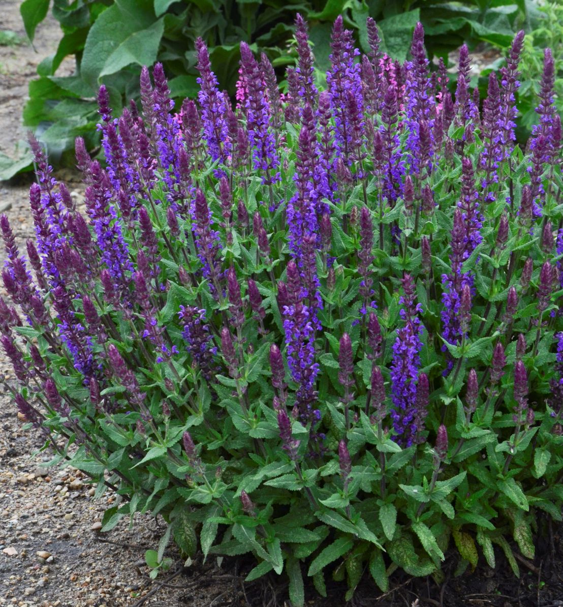 Salvia n. 'New Dimension Blue' -Ship Only