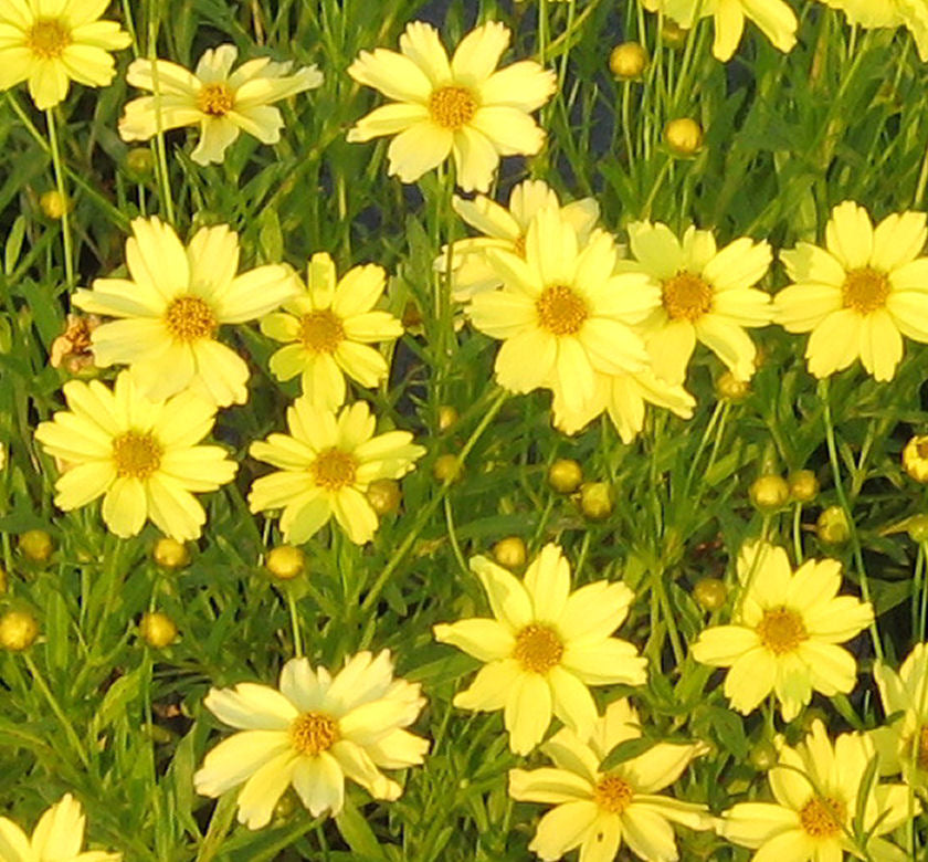 Coreopsis 'Crème Brulée' -Ship Only