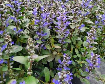Ajuga r. 'Chocolate Chip' -Ship Only