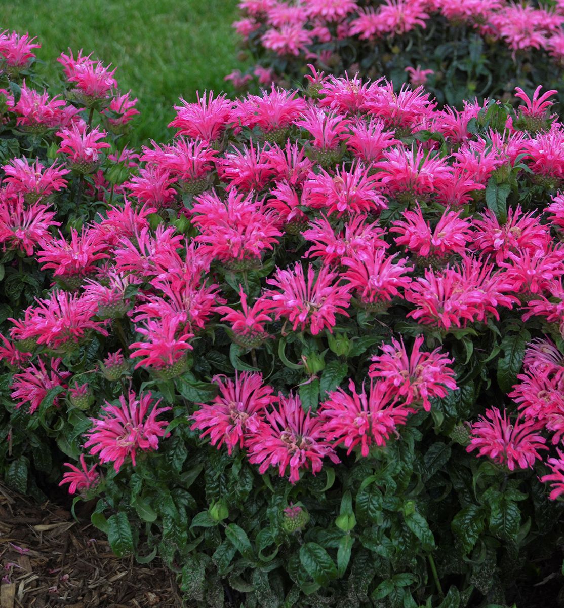 Monarda 'Electric Neon Pink' -Ship Only