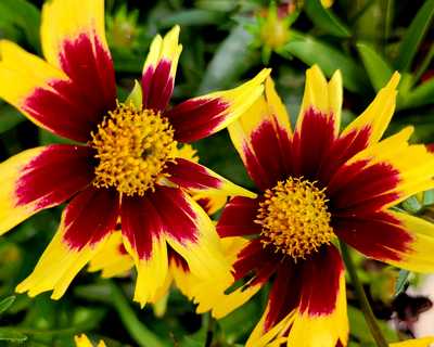 Coreopsis g. 'Super Star' -Ship Only