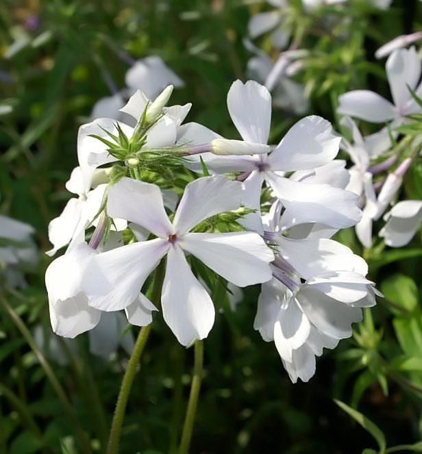 Phlox d. 'May Breeze' -Ship Only