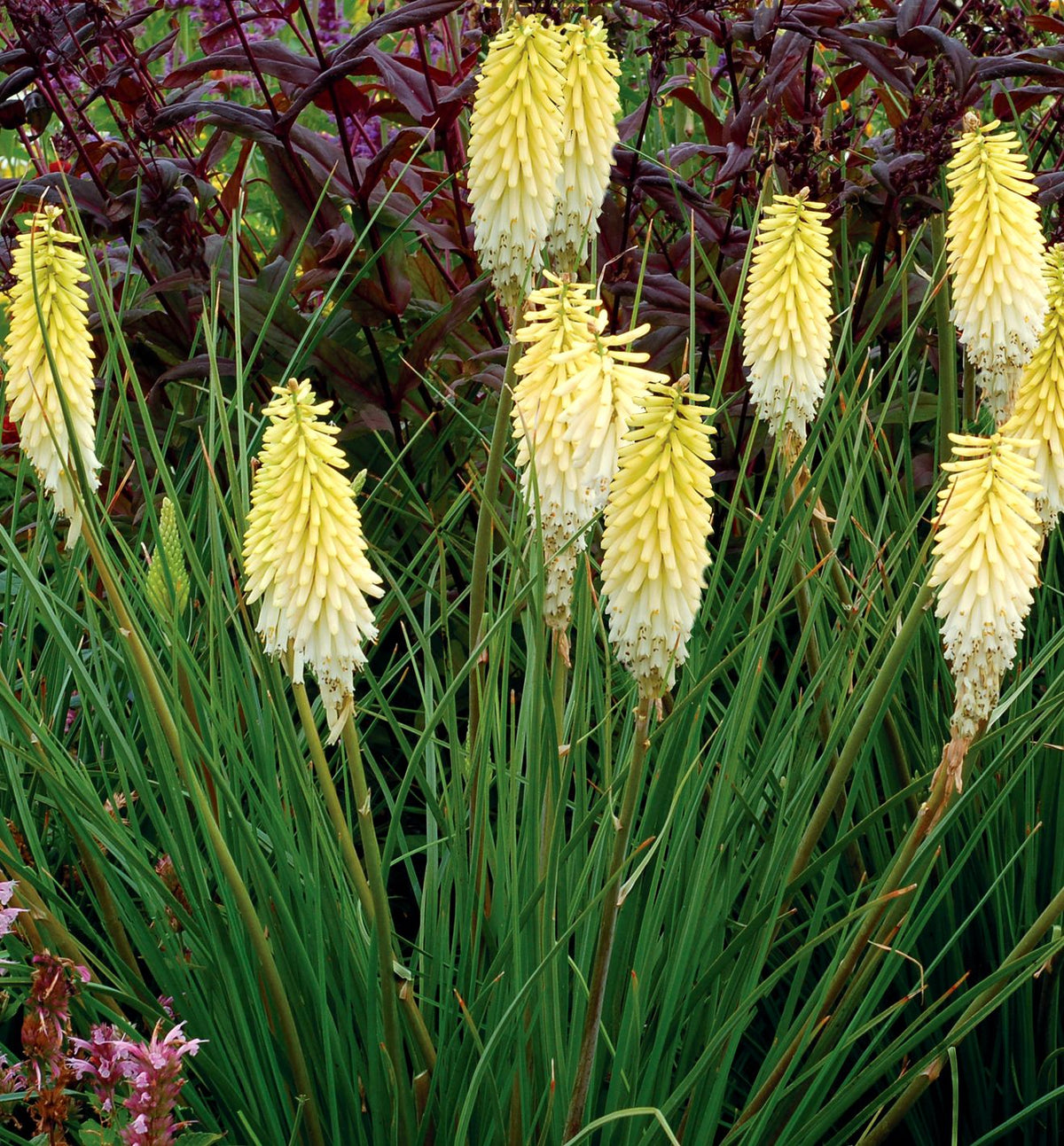 Kniphofia 'Pineapple Popsicle' -Ship Only