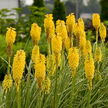 Kniphofia Pyromania® 'Solar Flare' -Ship Only