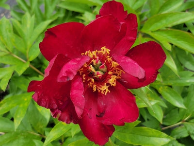 Paeonia (ITOH) 'Scarlet Heaven' -Ship Only