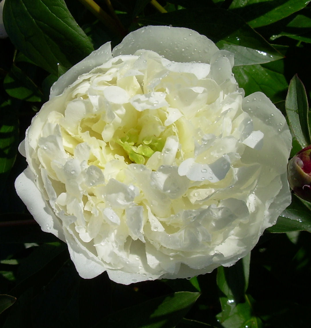 Paeonia 'Festiva Maxima' -Ship Only
