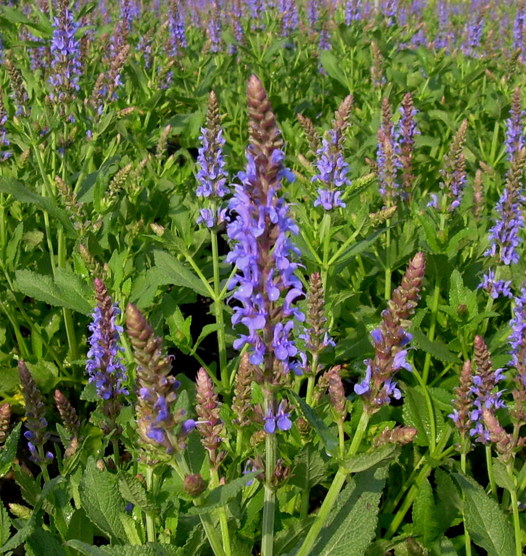 Salvia n. 'Blue Hill' -Ship Only