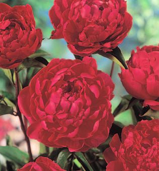 Paeonia 'Buckeye Belle' -Ship Only