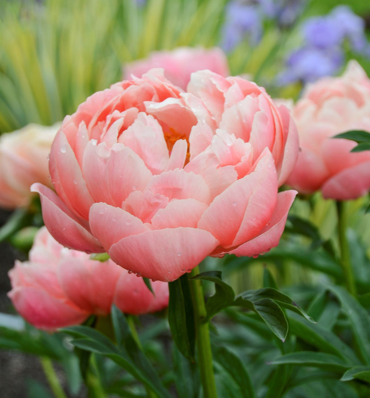 Paeonia 'Coral Charm' -Ship Only