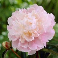 Paeonia 'Moon River' -Ship Only