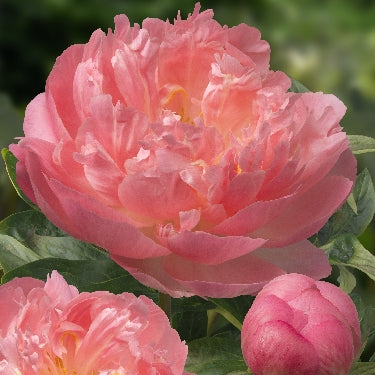 Paeonia 'Pink Hawaiian Coral' -Ship Only