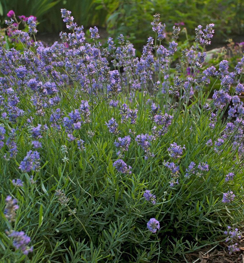Lavandula a. 'Blue Cushion' -Ship Only