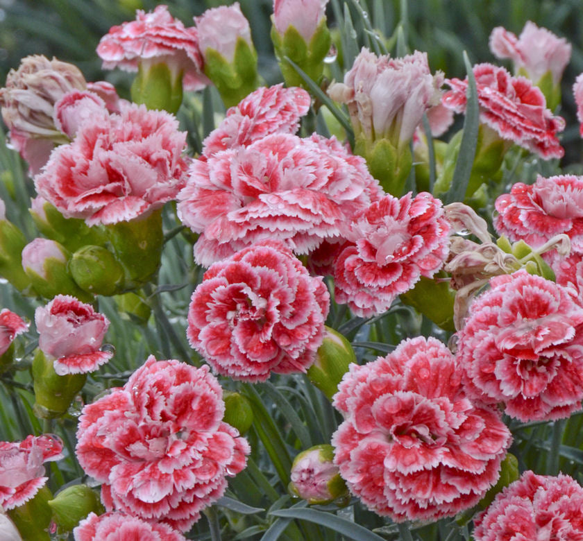 Dianthus 'Coral Reef' -Ship Only