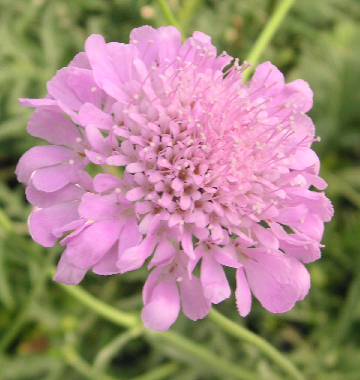 Scabiosa 'Pink Mist' -Ship Only