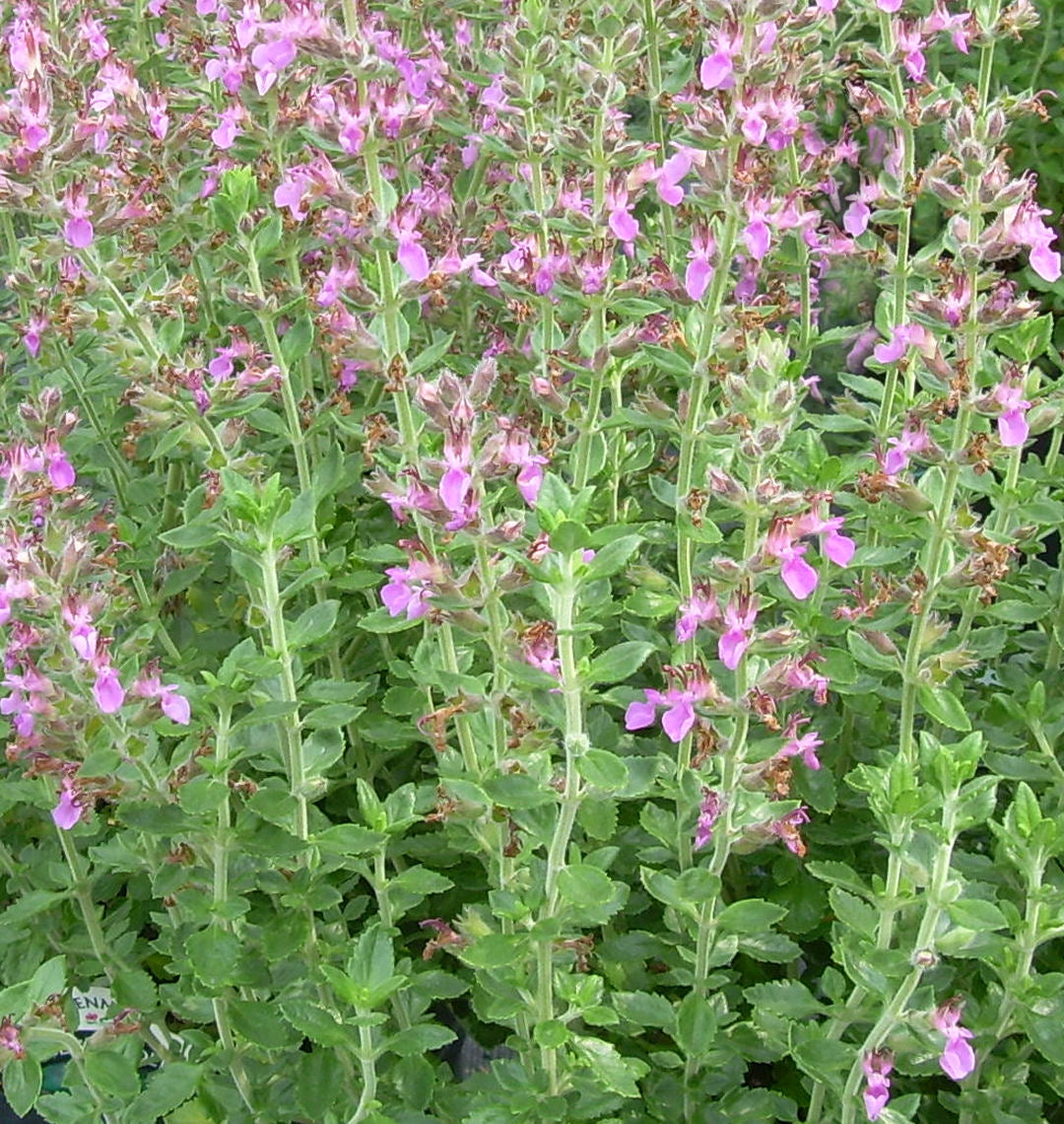 Teucrium chamaedrys (Germander) -Ship Only