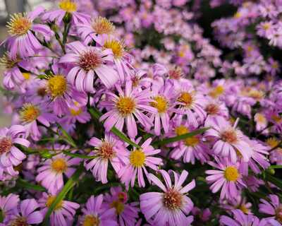 Aster d. 'Wood's Pink' -Ship Only