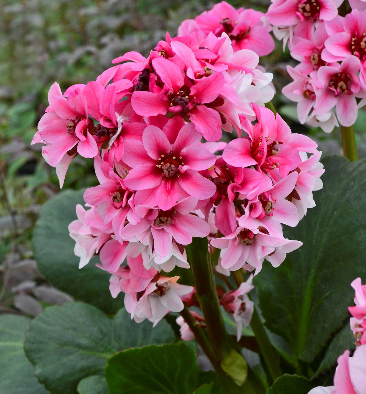 Bergenia 'Dragonfly Sakura' -Ship Only