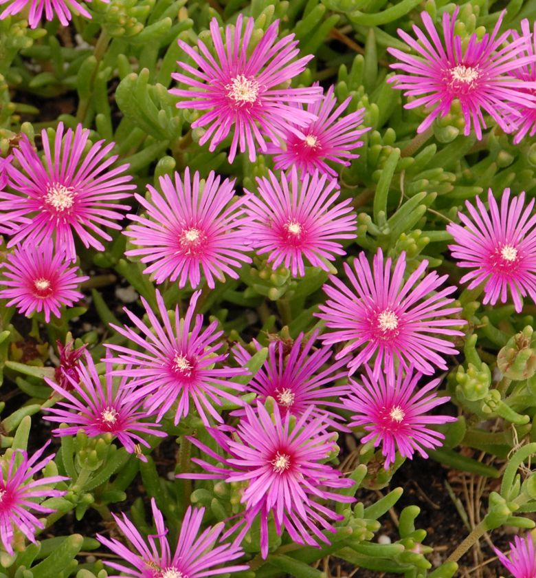 Delosperma cooperi -Ship Only