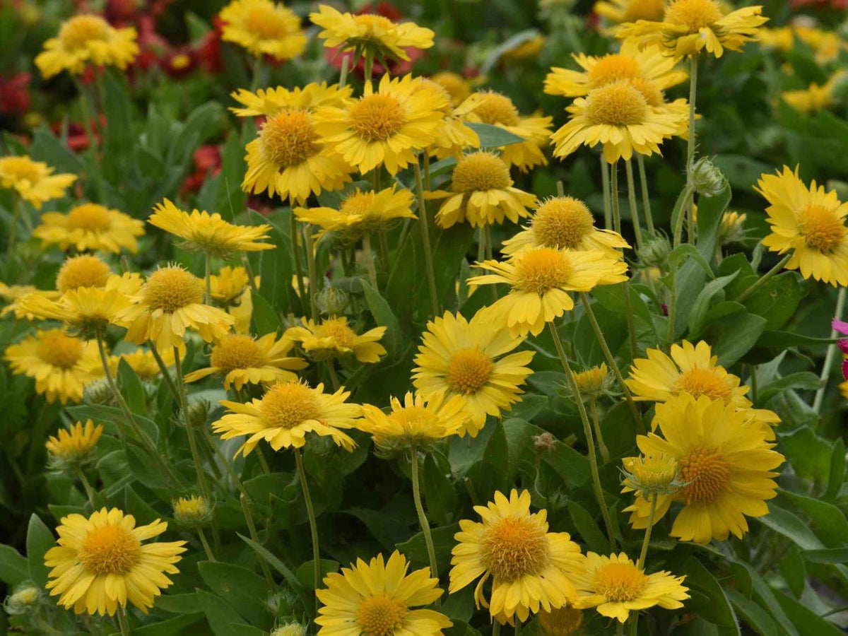 Gaillardia 'Mesa Yellow' -Ship Only