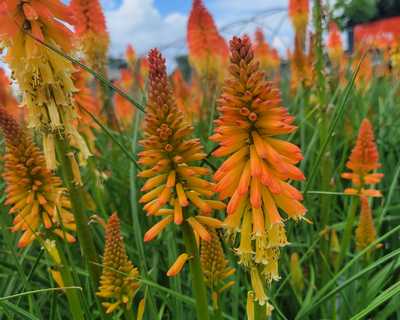 Kniphofia Pyromania® 'Backdraft' -Ship Only