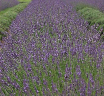 Lavandula x i. 'Phenomenal' -Ship Only