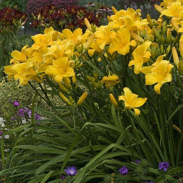 Hemerocallis 'Buttered Popcorn' -Ship Only