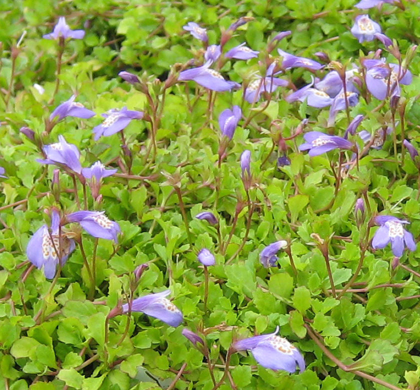 Mazus reptans -Ship Only