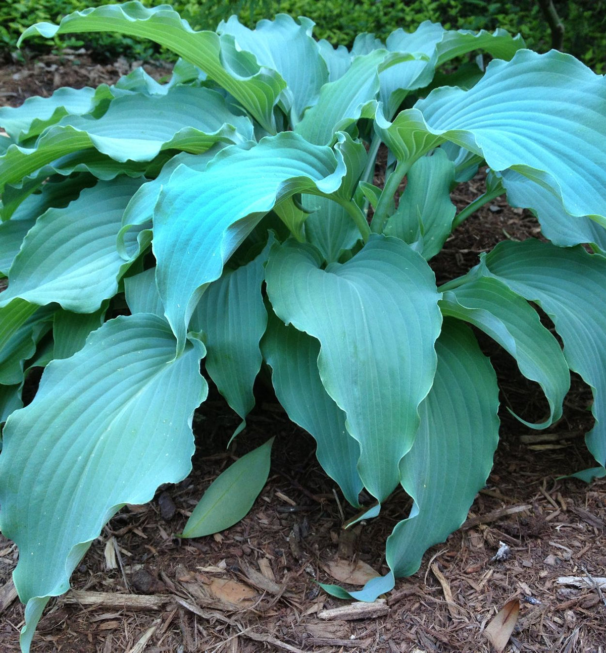 Hosta 'Neptune' -Ship Only