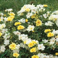 Rosa DR Lemon Drift® -Ship Only