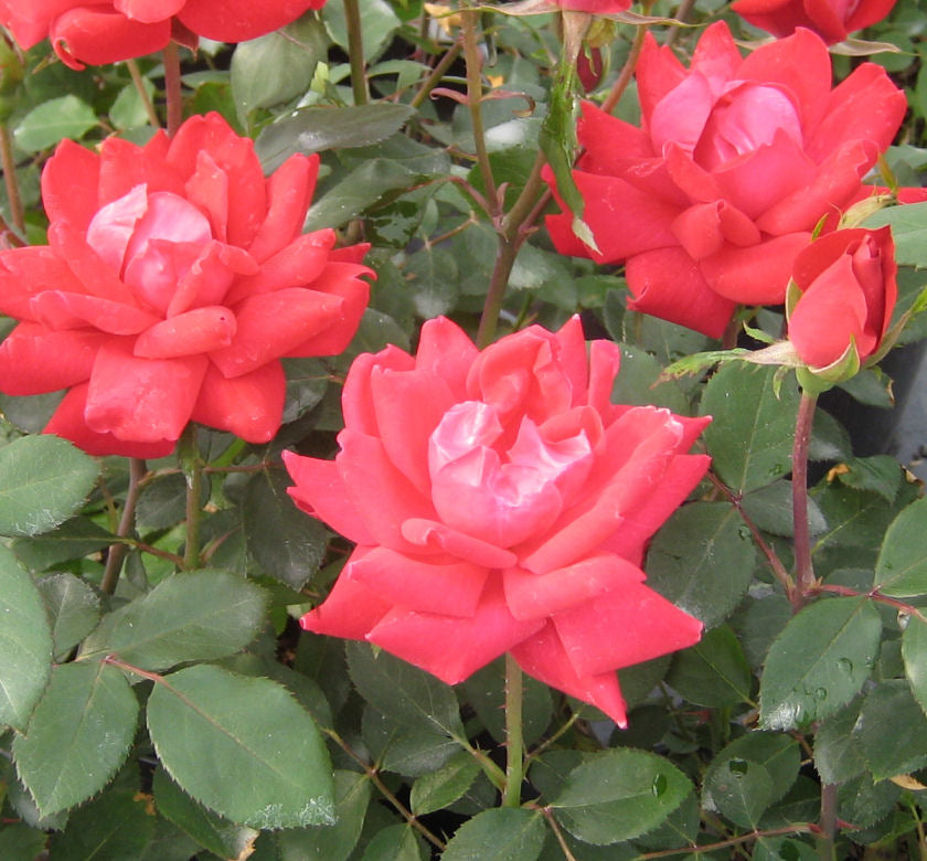 Rosa KO Double Knock Out® (Red) -Ship Only